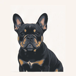 Blue and Tan Französische Bulldogge