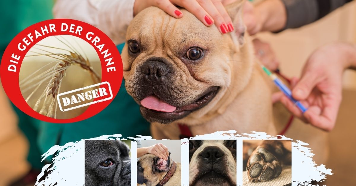 Französische Bulldogge Französische Bulldogge Granne beim Hund Symptome Behandlung